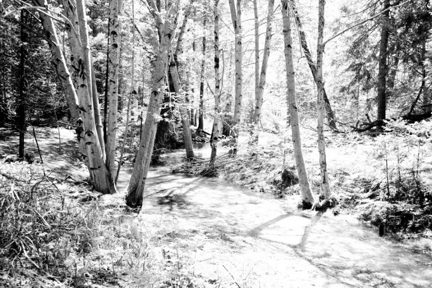 Yosemite National Park -Forest Yosemite National Park -Forest