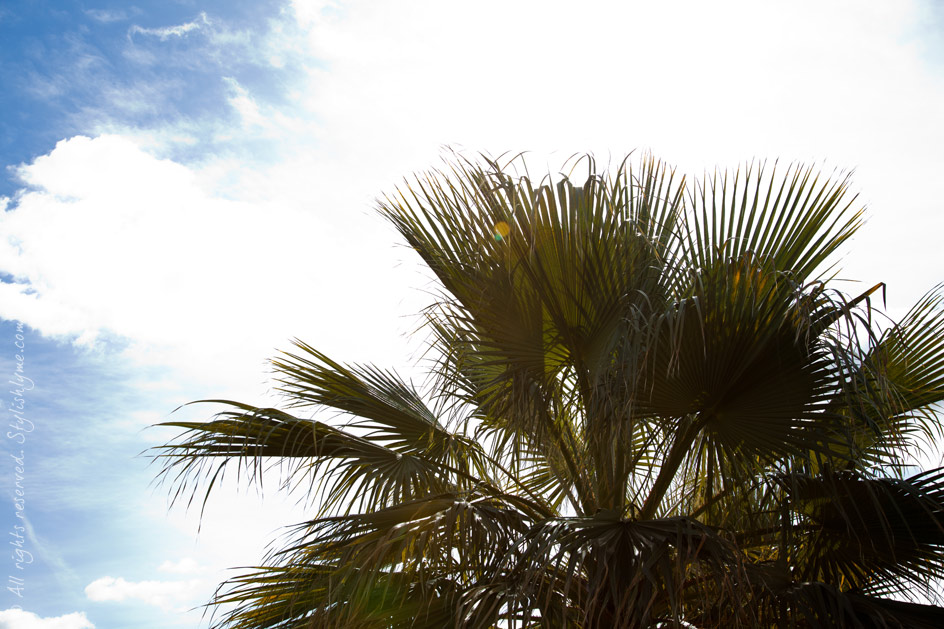 California Palm Trees Stylishlyme - California Palm Trees