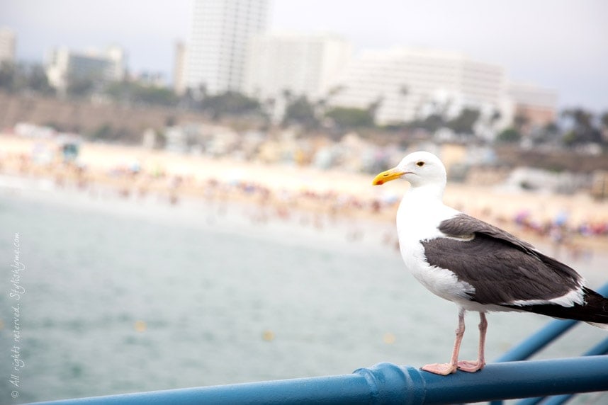 Stylishlyme Bird on Pier Santa Monica Bird on Pier Santa Monica