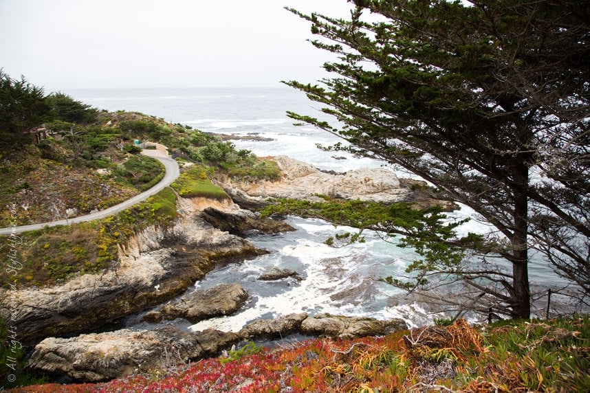 Forest and Beach Big Sur
