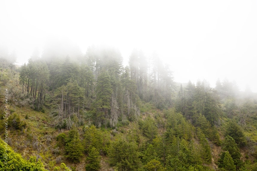 Trees in Fog Pacific Coastal Highway