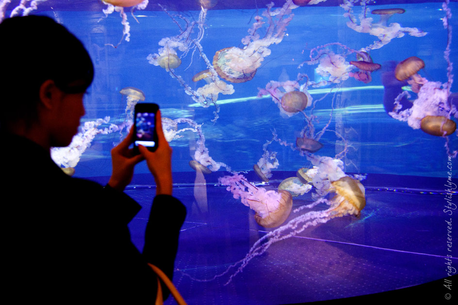 Shark Reef Jellyfish Photo