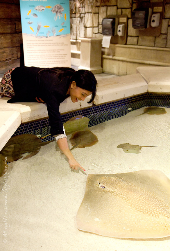Shark Reef Sting ray touchpool