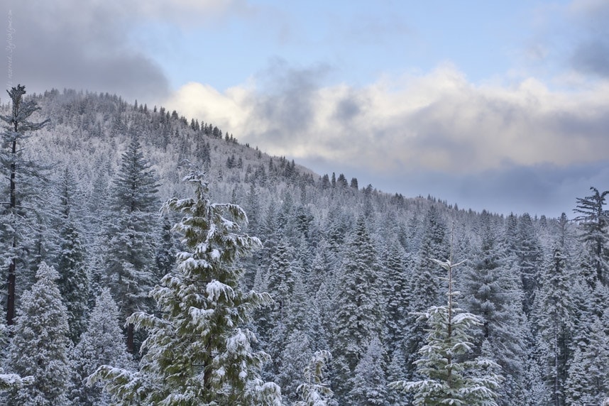 Stylishlyme - Snow Covered Trees Yosemite