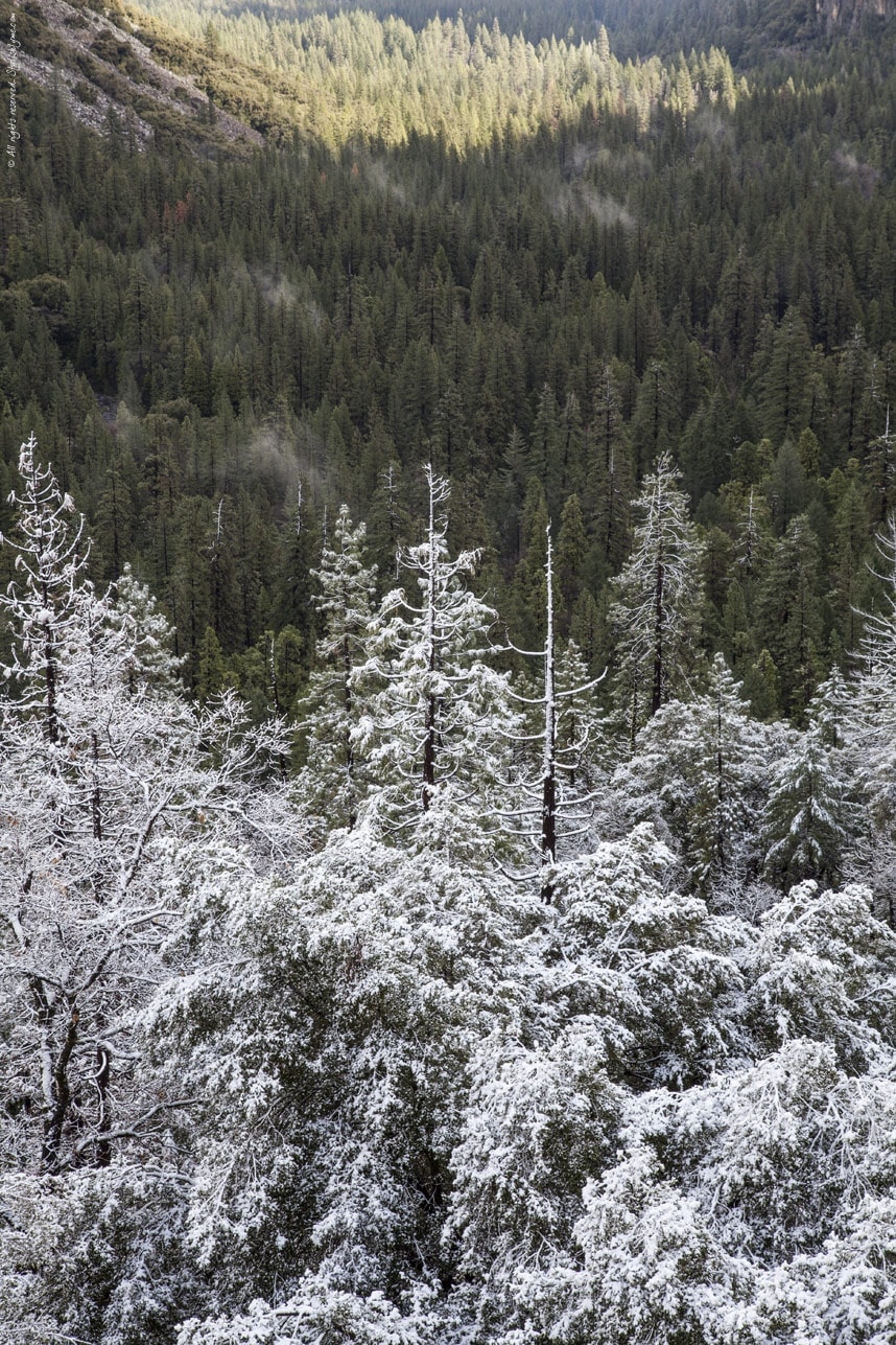 Stylishlyme - Yosemite Half Snow Covered Trees