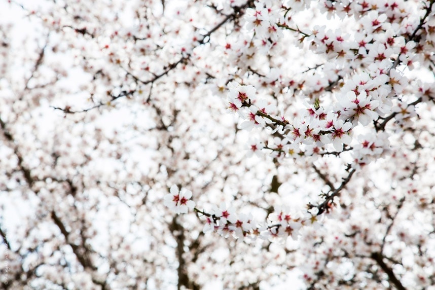 Stylishlyme - White Spring Blossoms