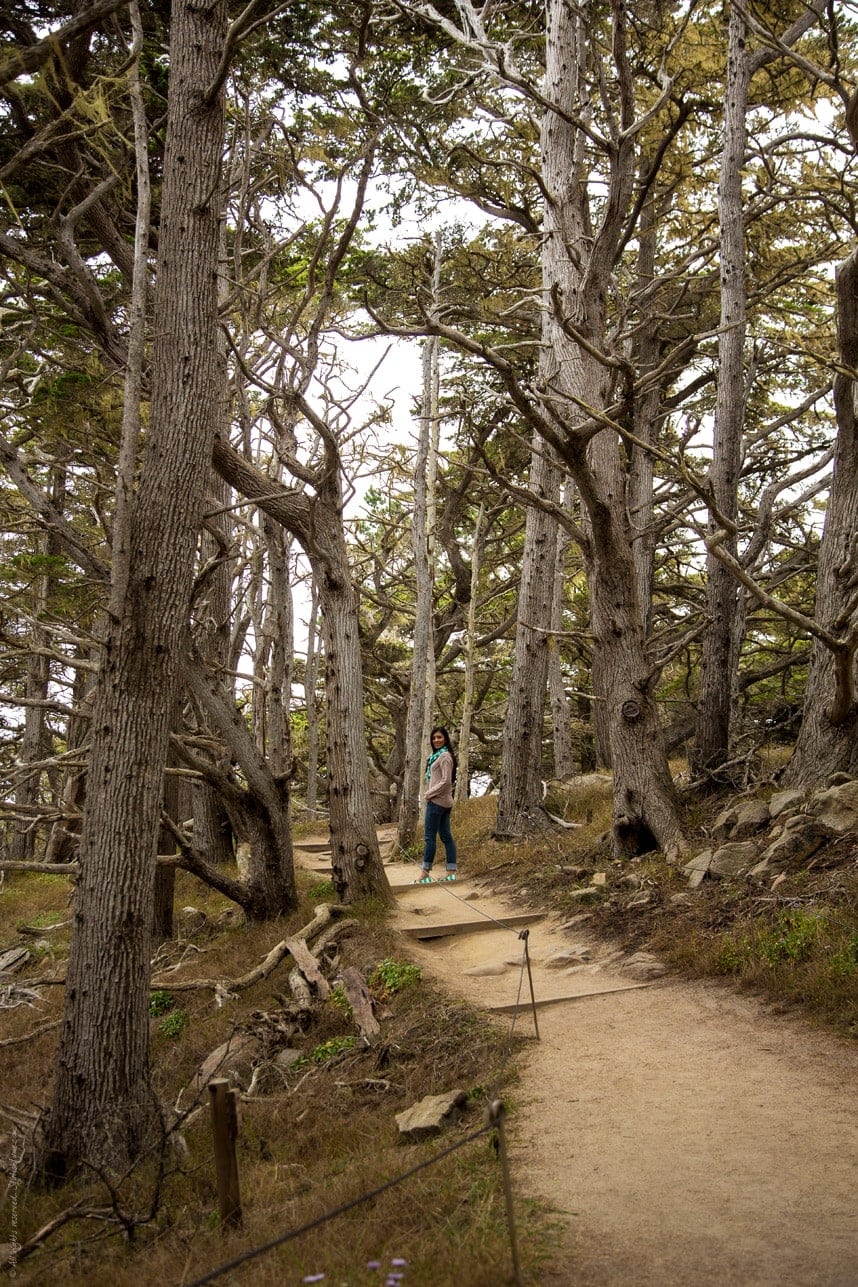 Stylishlyme - California State Park Point Lobos