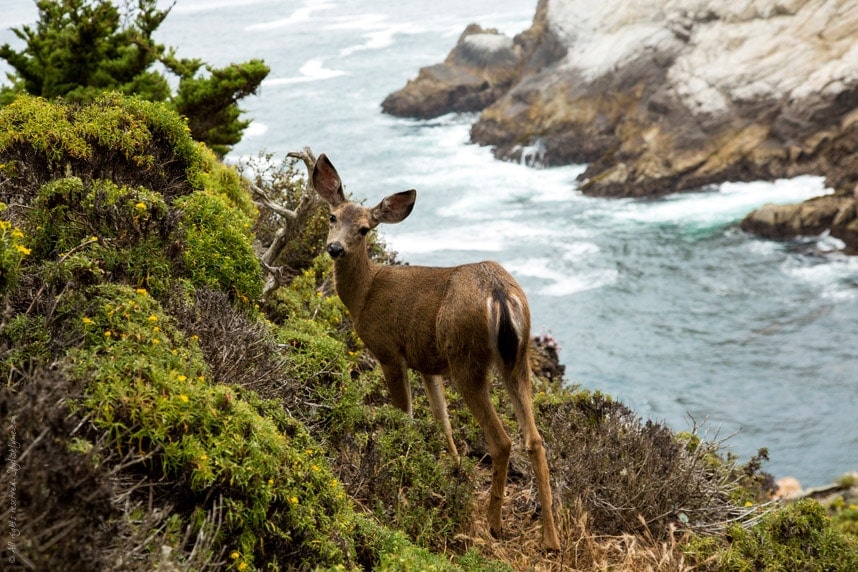 Stylishlyme - Cute Deer Point Lobos California