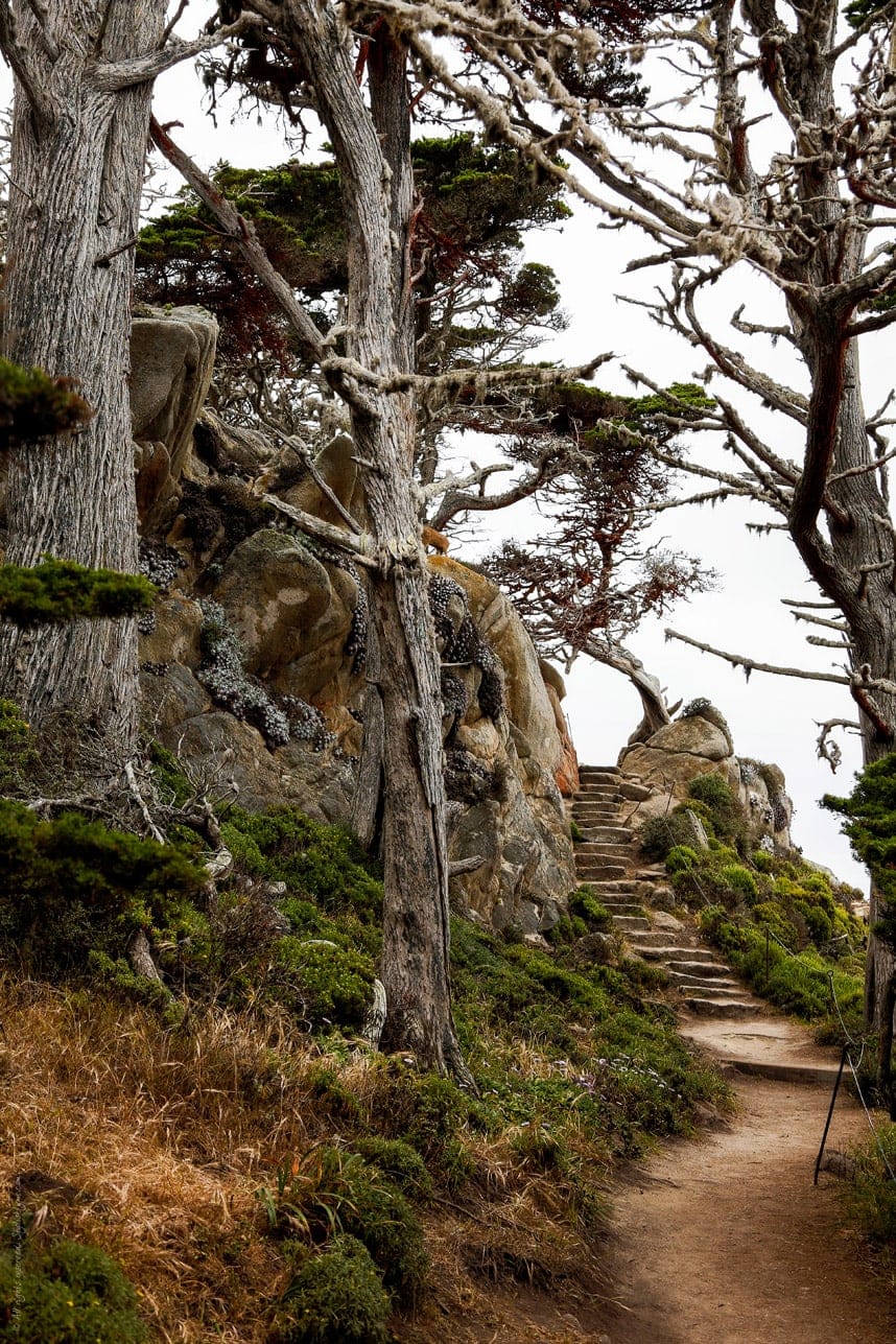 Gorgeous Walking Trails in Point Lobos State Park - Visit stylishlyme.com/travels for more travel tips and travel photos