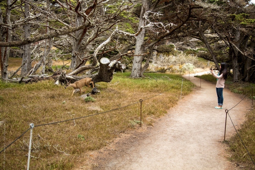 Stylishlyme - Photography Walking Trail Point Lobos