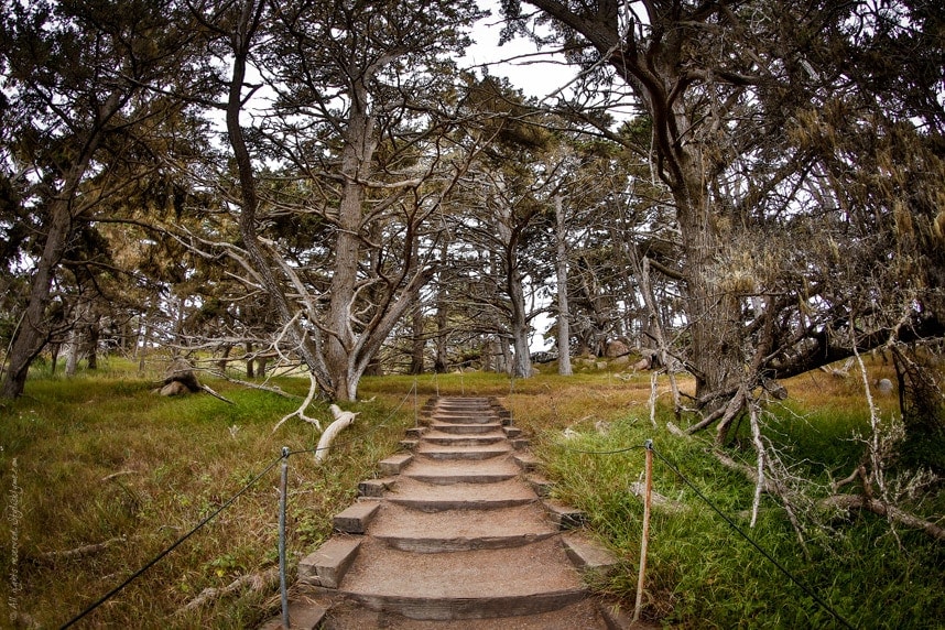 Stylishlyme - Point Lobos Caifornia Park