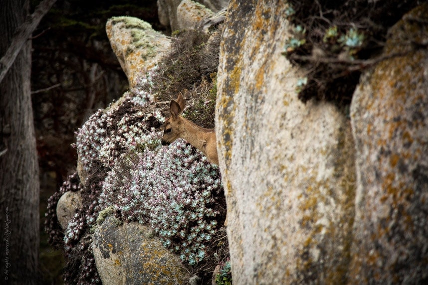 Cute deer in Point Lobos State Park - Visit stylishlyme.com/travels for more travel tips