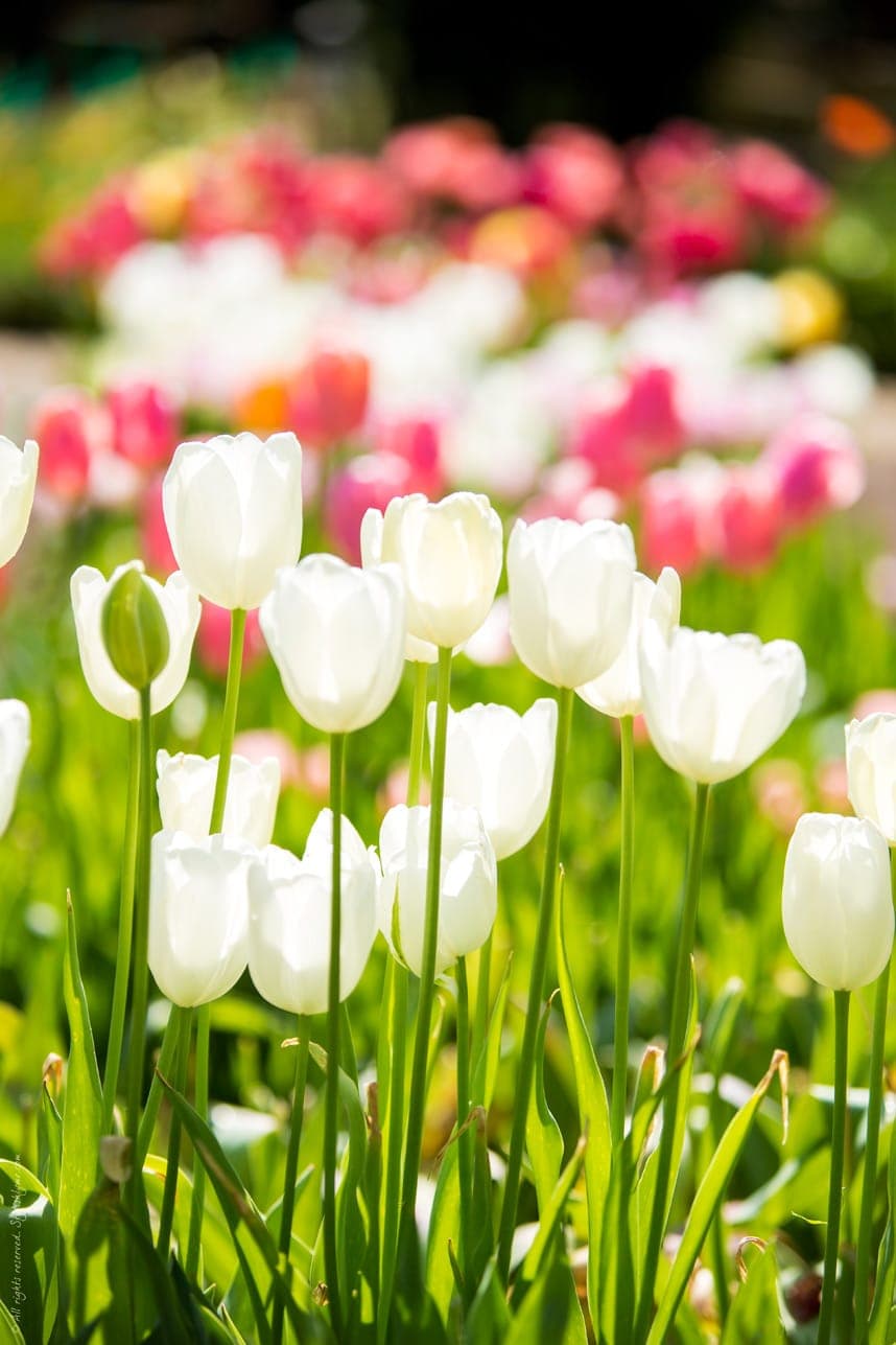 White-spring-tulips