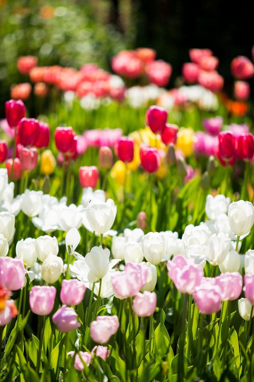 beautiful spring tulips gamble gardens - Stylishlyme.com