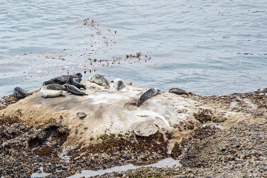 Cute Seals in Point Lobos State Park California - Visit stylishlyme.com/travels for more travel tips and travel photos