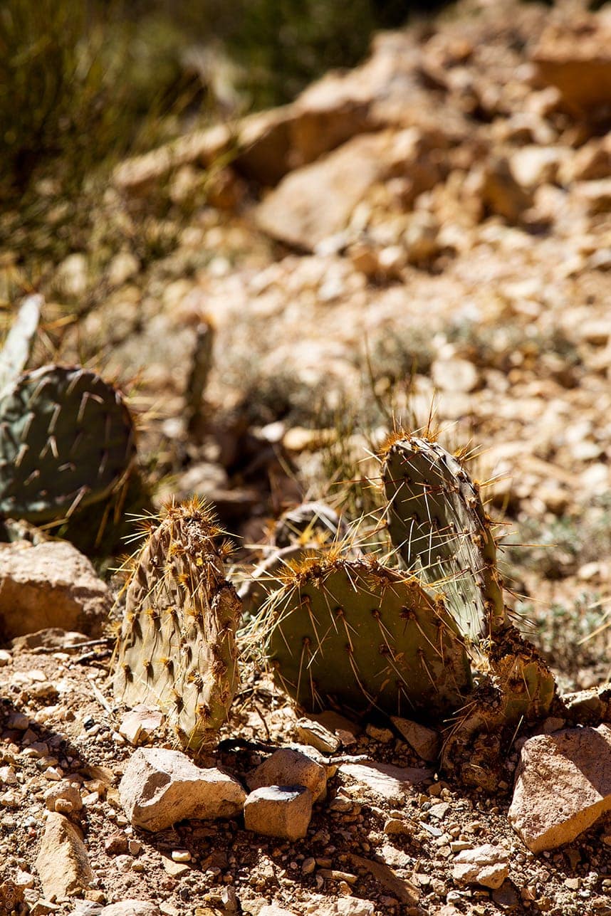 Cactus in Grand Canyon- Arizona - stylishlyme.com