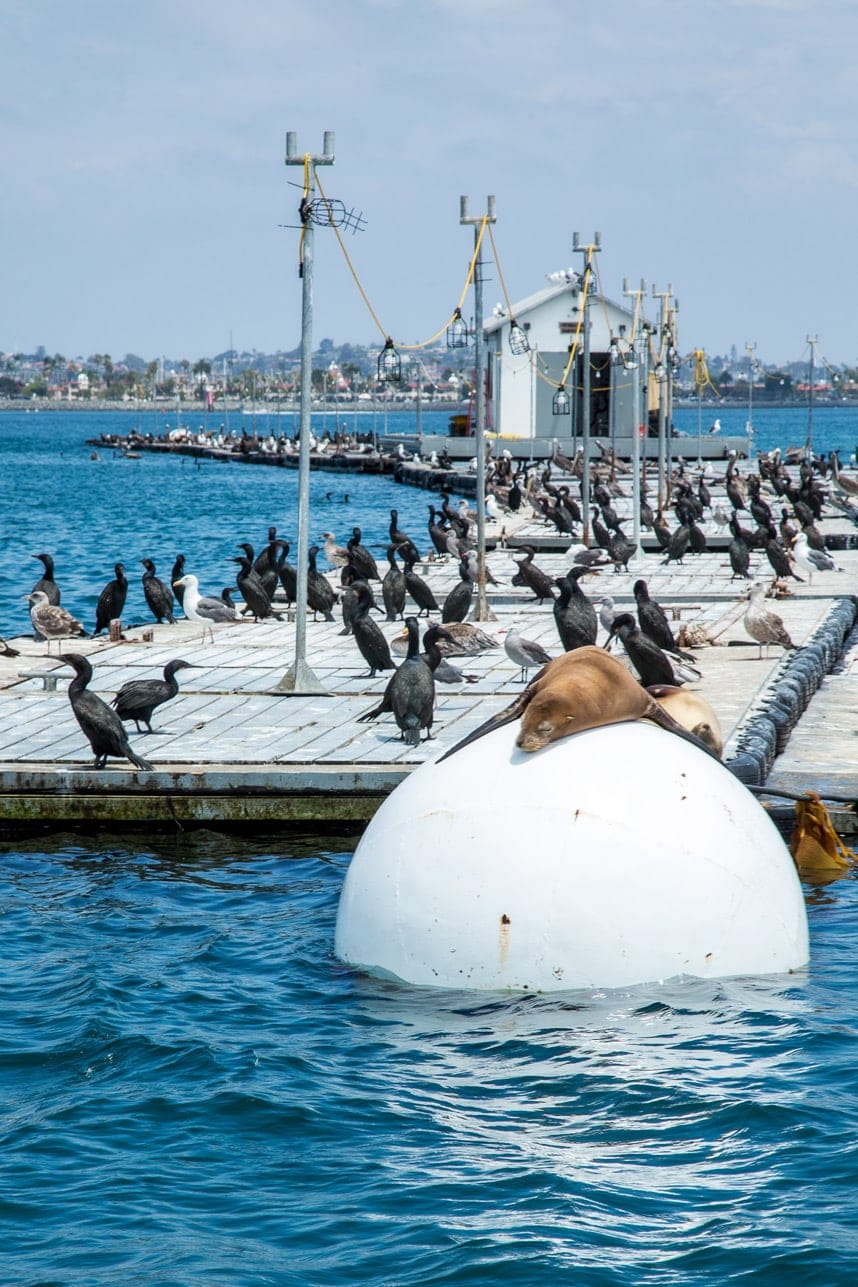 Seals and birds in San Diego - Visit Stylishlyme.com to see Why Sailing in San Diego is a Must Do!