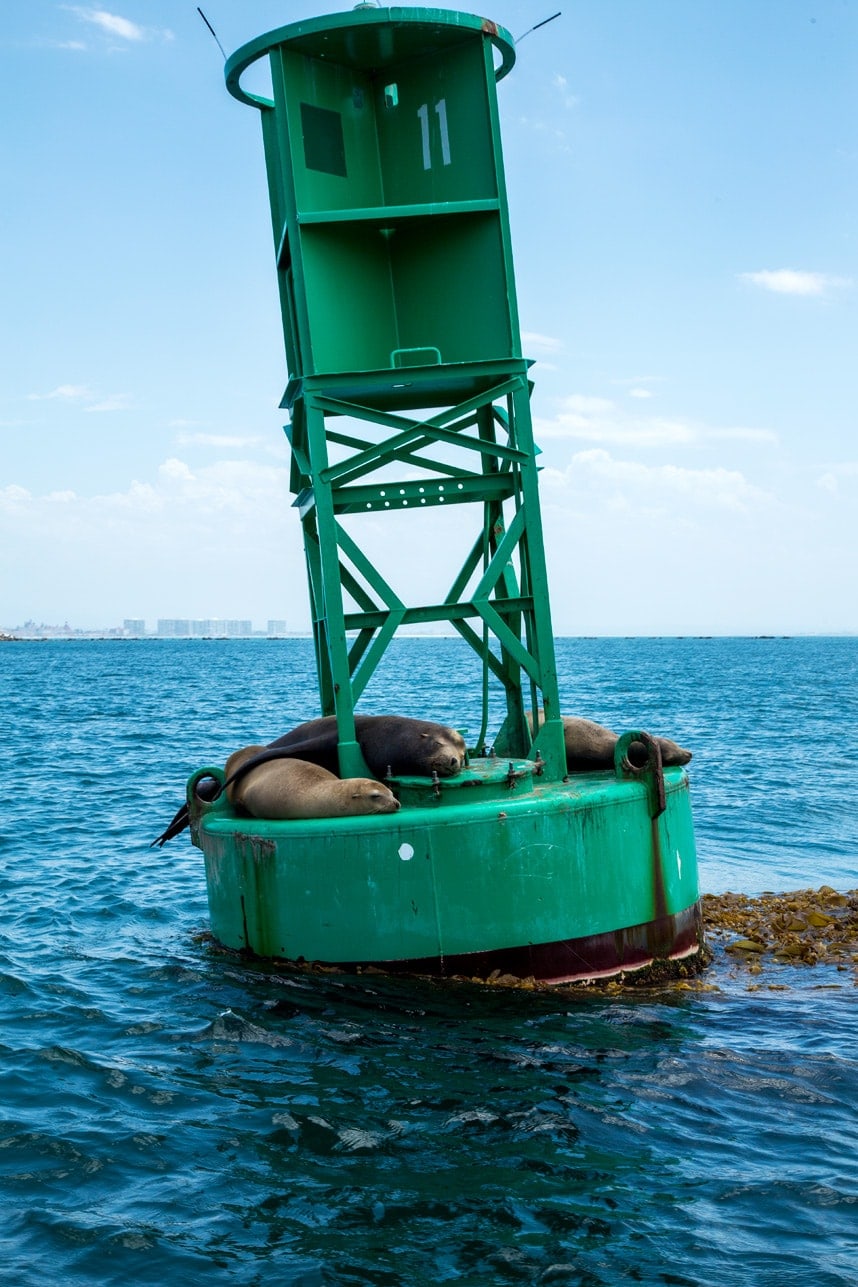 seals in san diego - what to do in southern california - Visit Stylishlyme.com to see Why Sailing in San Diego is a Must Do!