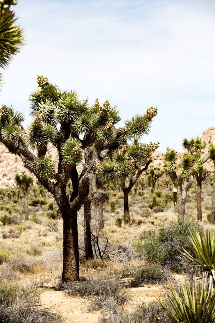 Joshua Tree National Park - Visit Stylishlyme.com to view more festival wear and Coachella outfit inspiration