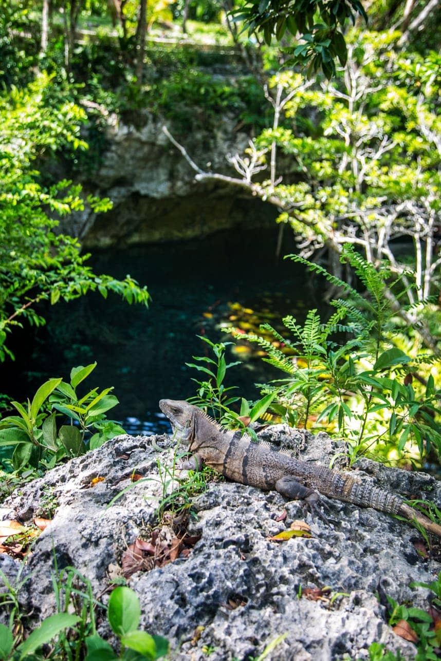 Riviera Maya Mexico Cenotes - Amazingly gorgeous photos of cenotes in Mexico and great information! Thank you for pinning!