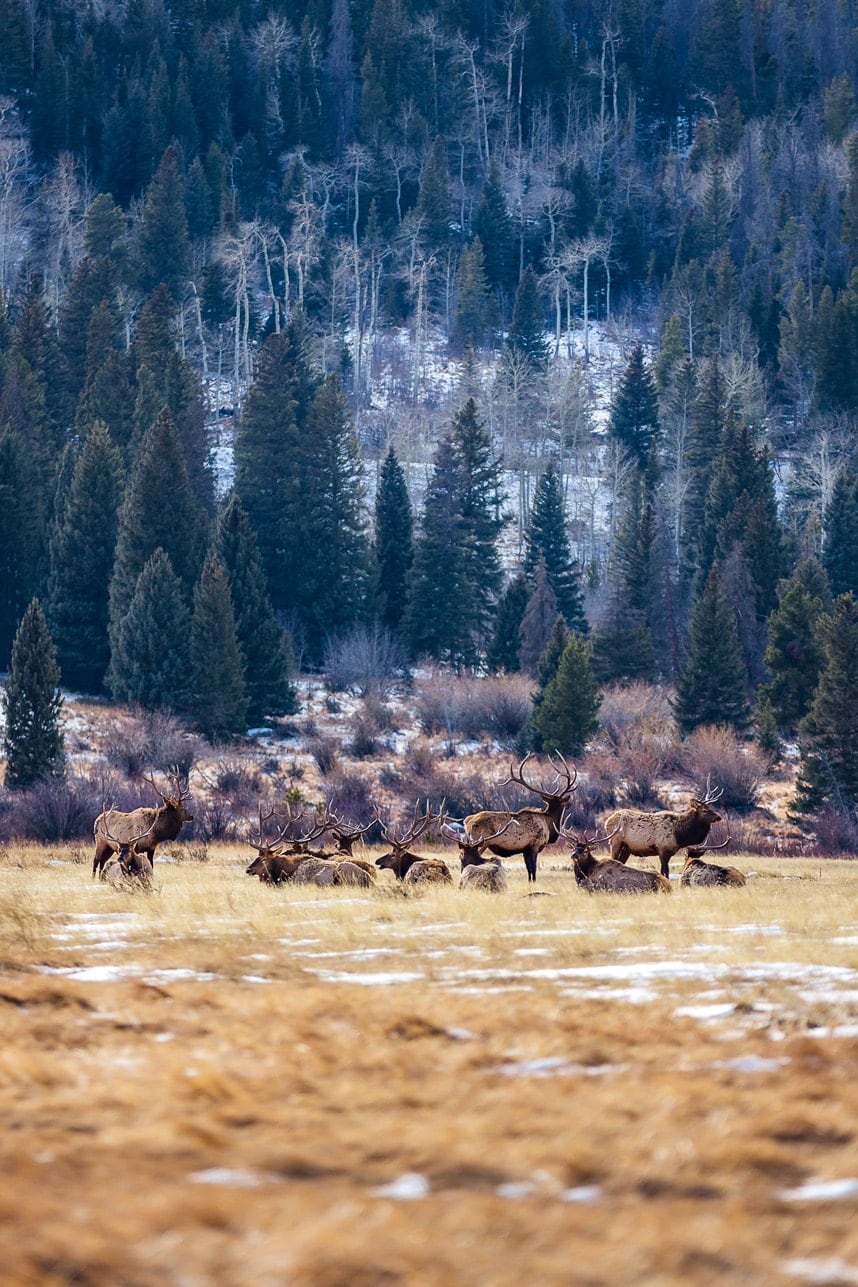 Wildlife Sightings in Rocky Mountain National Park -Visit Stylishlyme.com to view Visiting Rocky Mountain National Park in the Winter