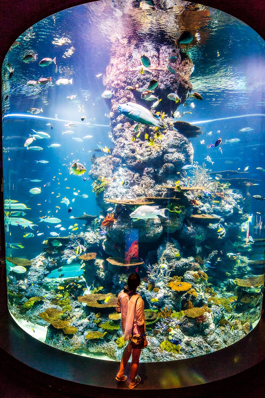 Sentosa SEA Aquarium - 7 Things You Can’t Miss at Sentosa Island